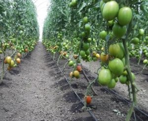 Seed companies in Kenya