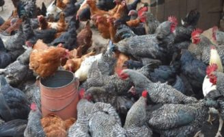 Top 10 Poultry Farms In Kenya