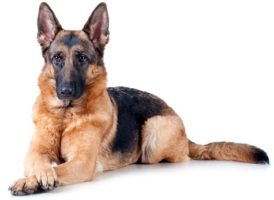 top 10 dog breeders in kenya