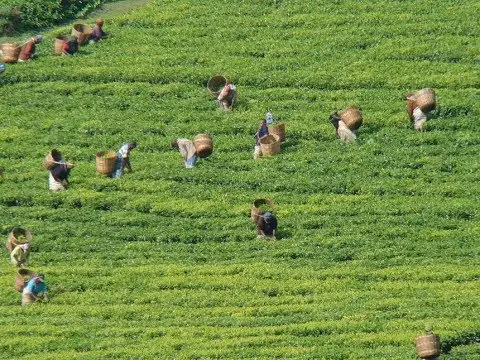 Kericho Town