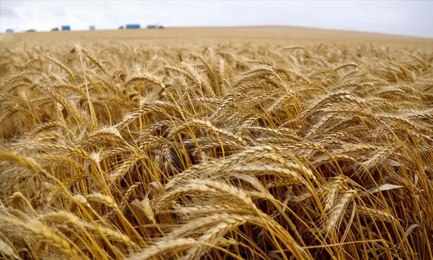 Wheat farming in Kenya