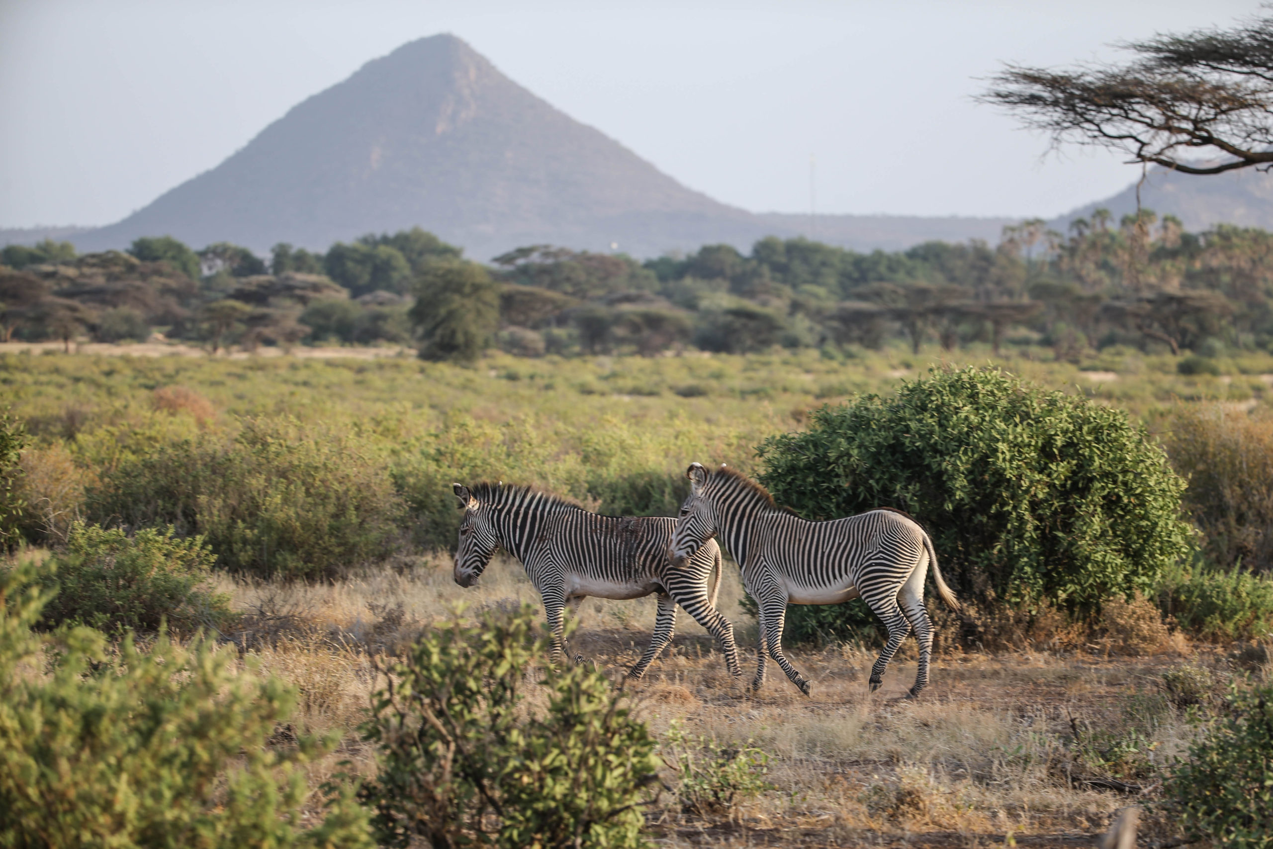 Isiolo	County