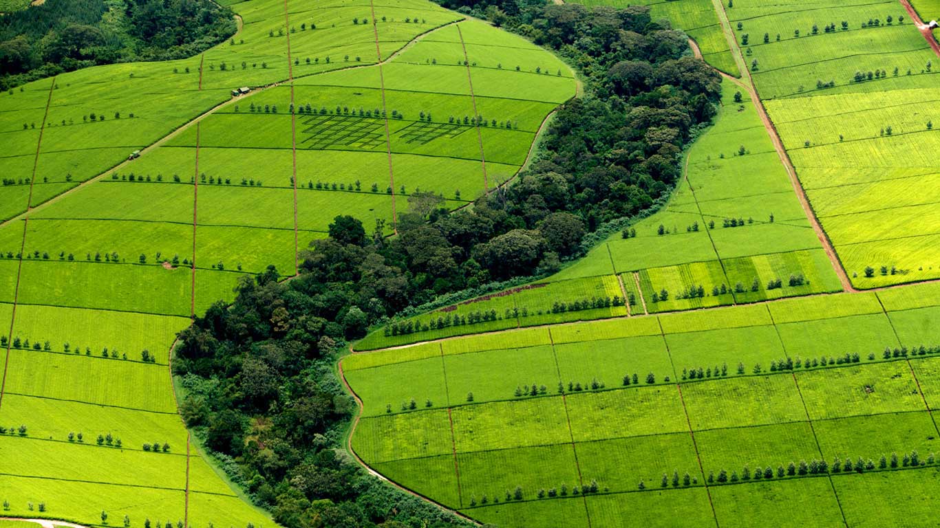 Kericho	County