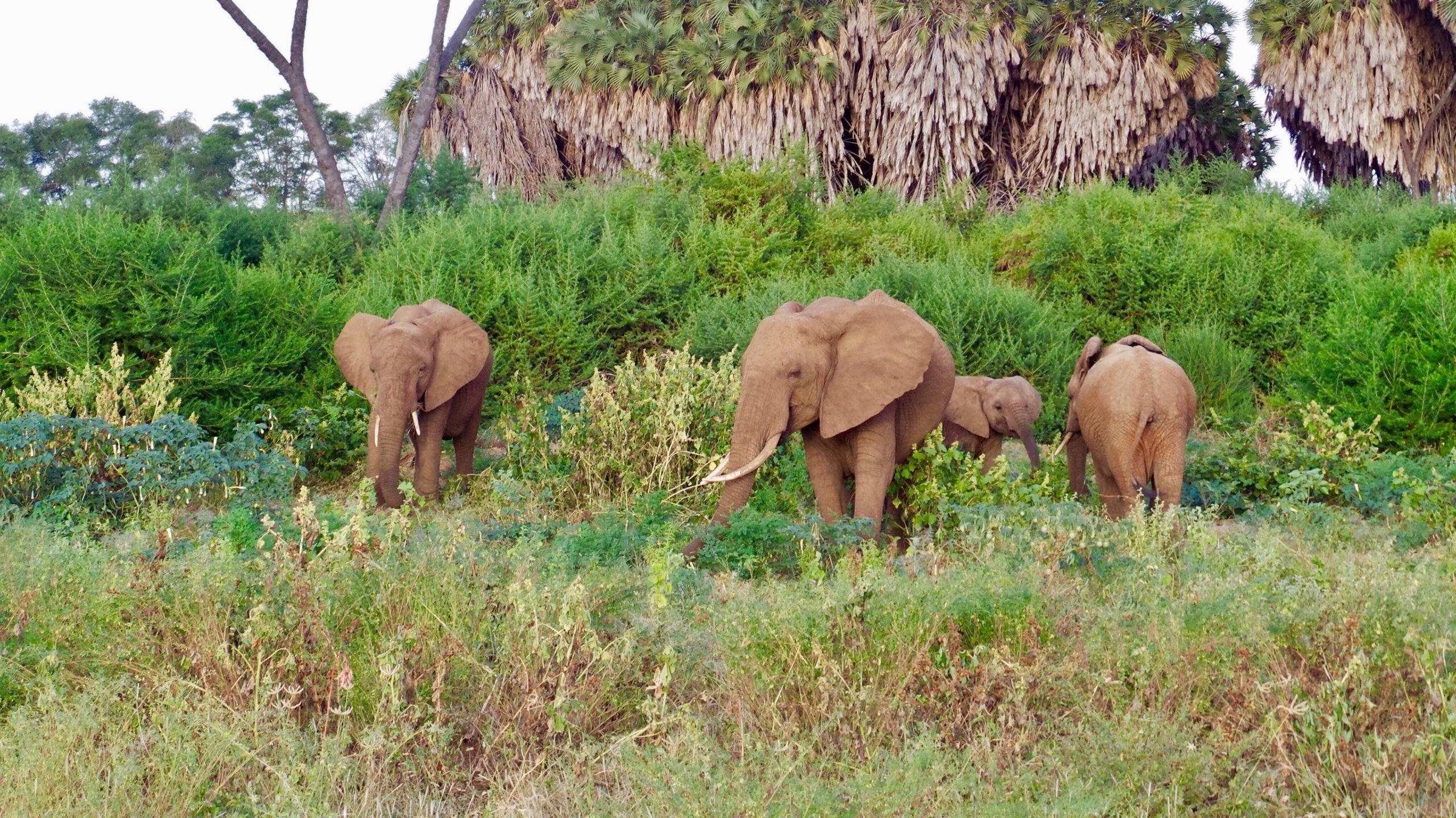 Taita–Taveta	County